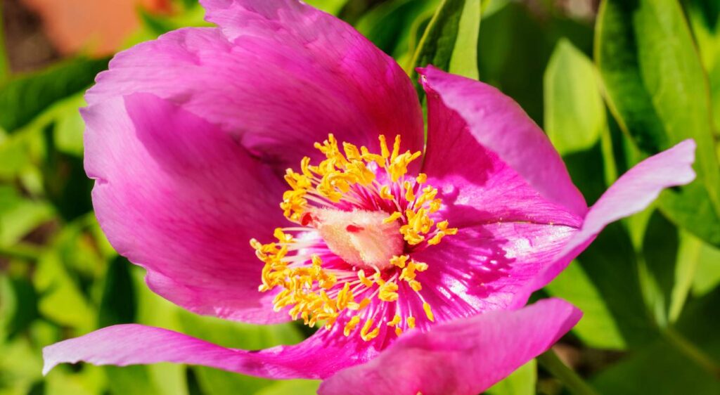 paeonia corallina