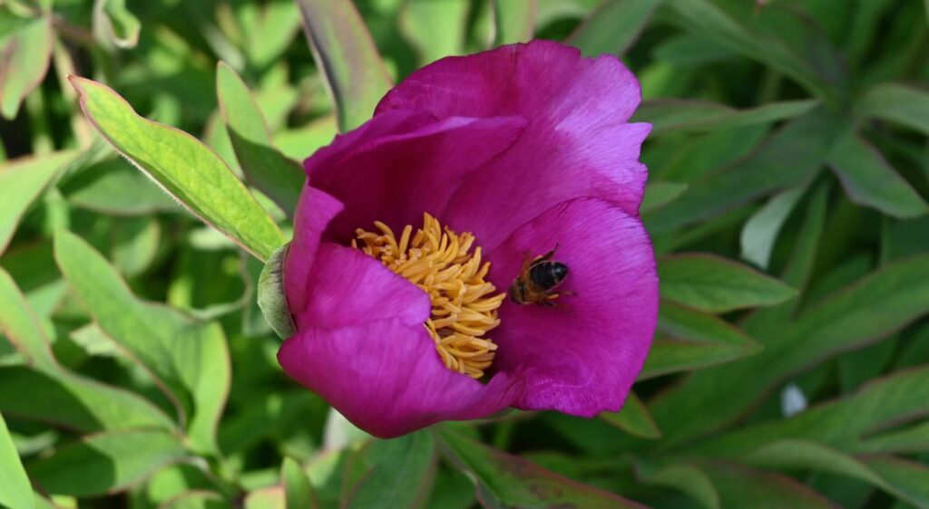 Paeonia mascula