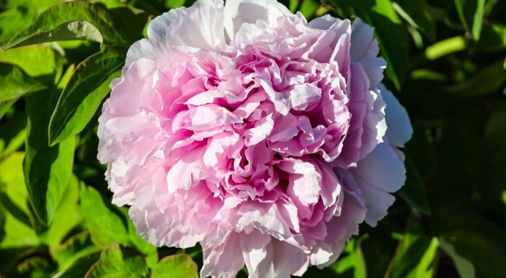 pivoine paeonia suffruticosa