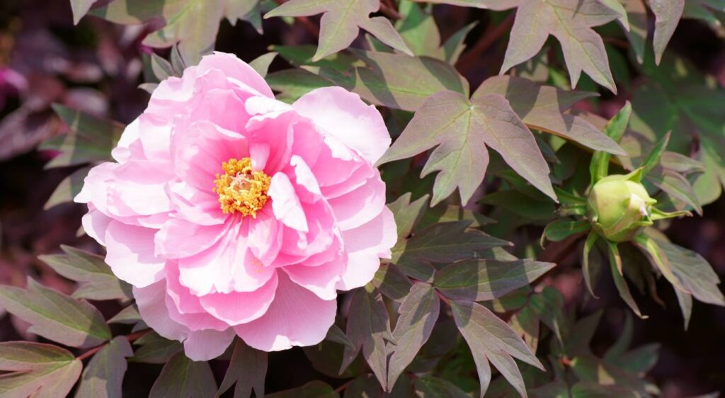 paeonia suffruticosa rose