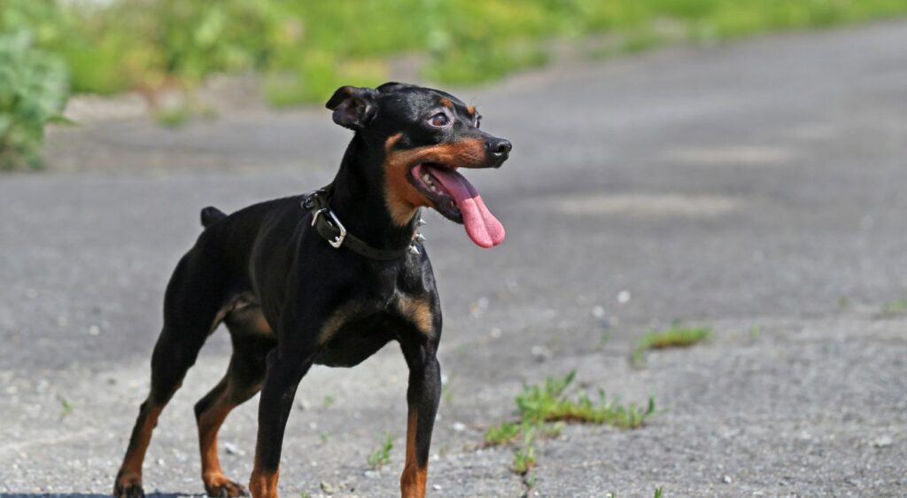 Pinscher nain