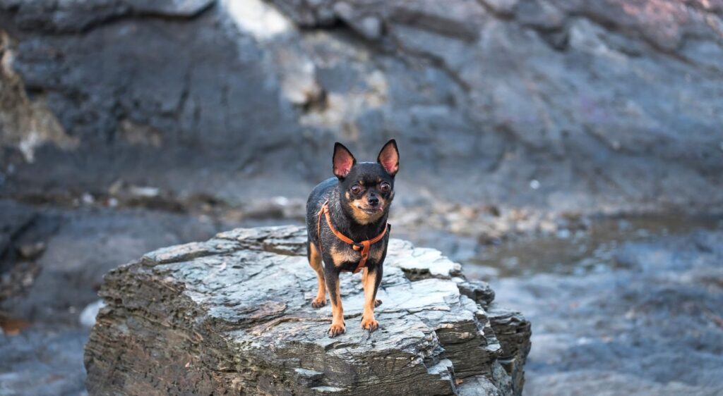 Pinscher nain