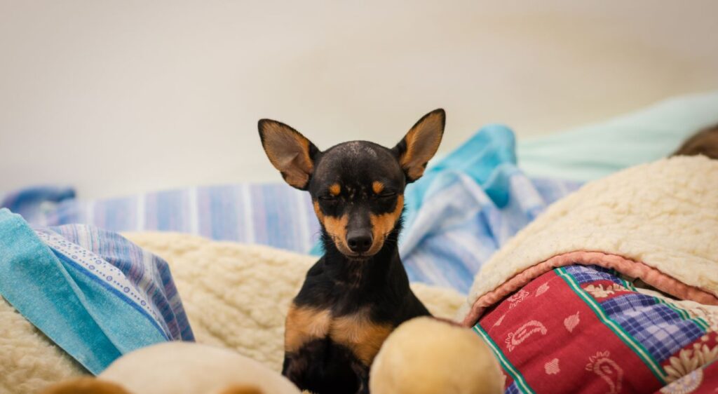 Pinscher nain