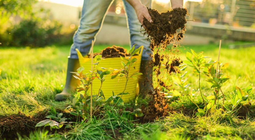 graine de bleuet quand planter