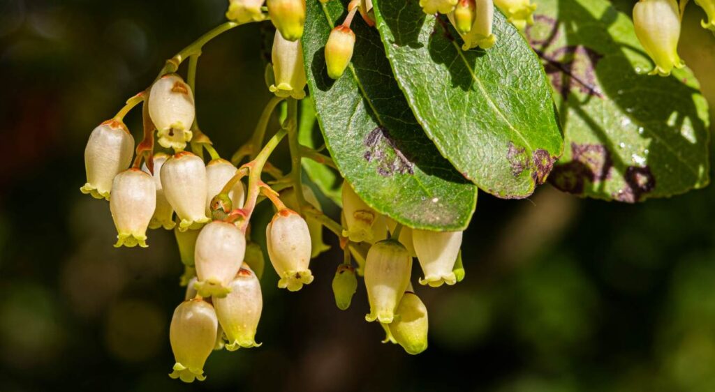 quand planter des bleuets