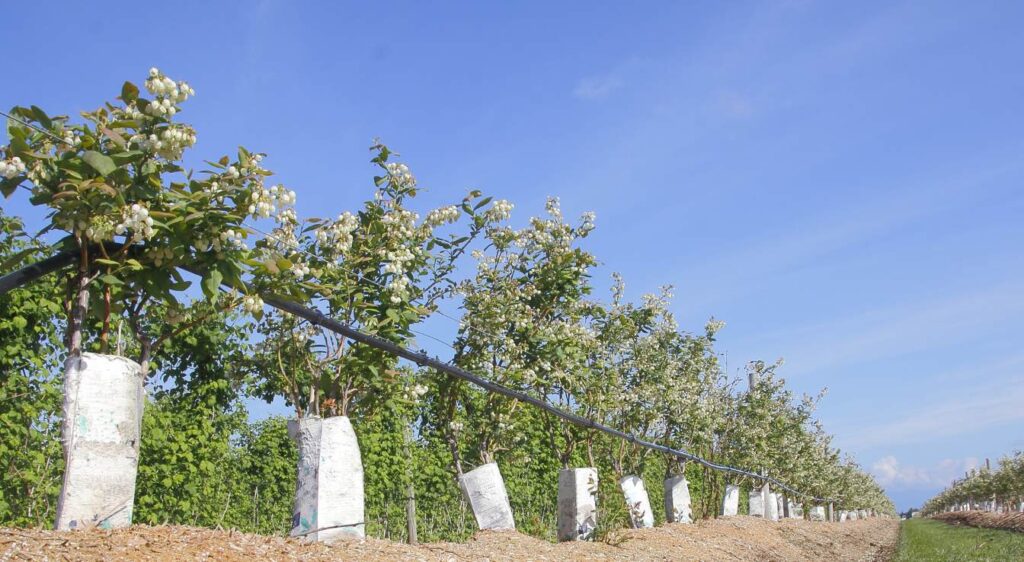 comment planter des bleuets