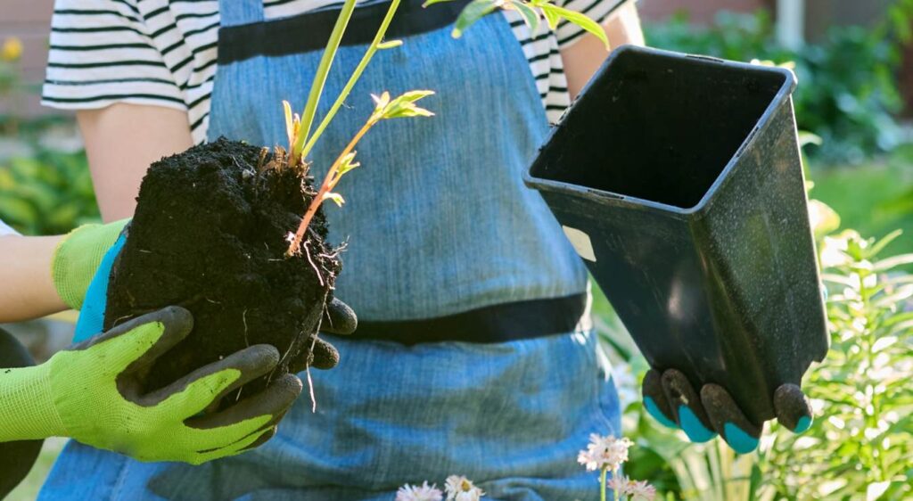 quand planter un pied de pivoine
