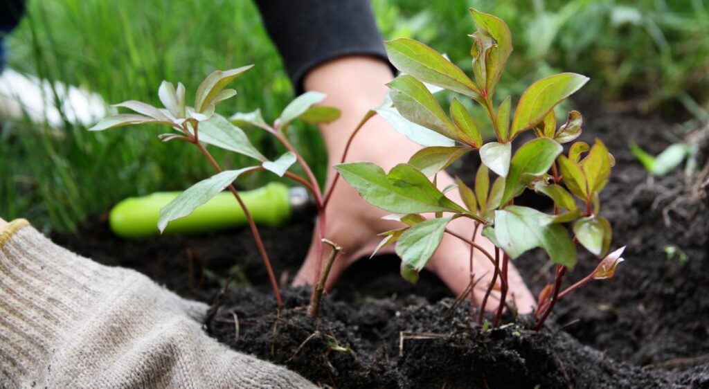 quand planter un pied de pivoine