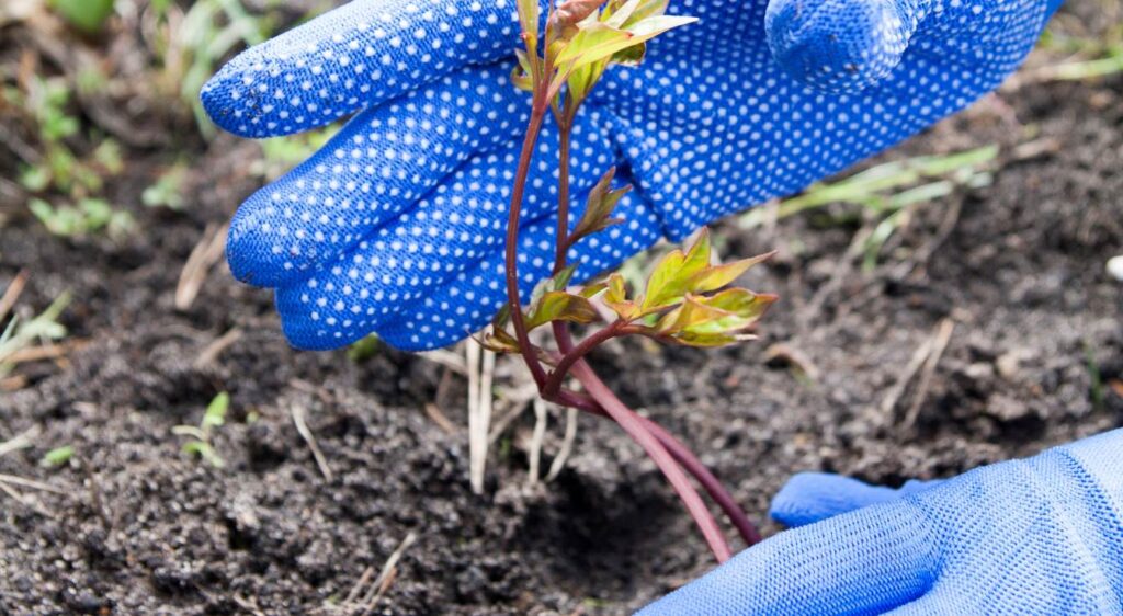 Planter un pied de pivoine