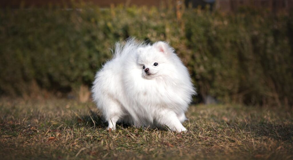 Pomeranian