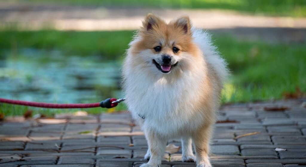 Pomeranian