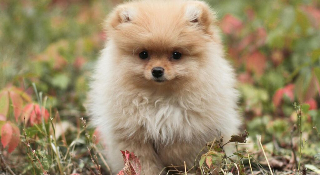 Pomeranian