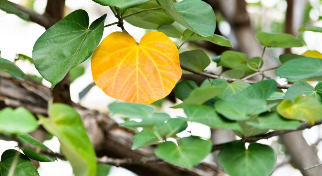 Pourquoi les feuilles de mon hibiscus jaunissent