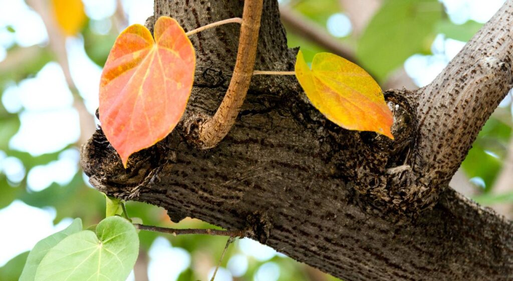 Pourquoi les feuilles de mon hibiscus jaunissent