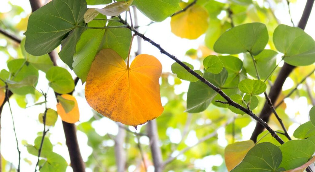 Pourquoi les feuilles de mon hibiscus jaunissent
