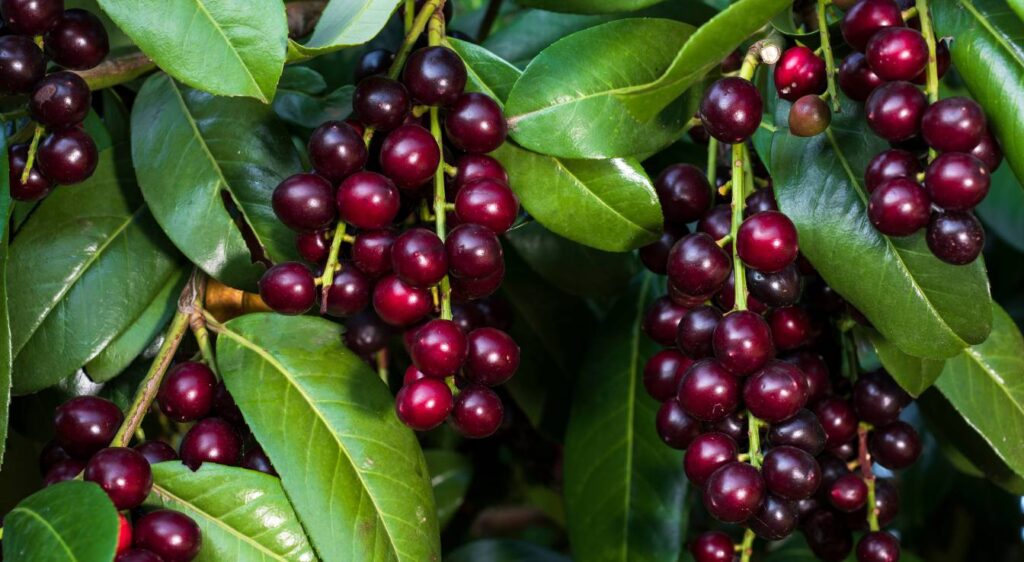 laurier cerise prunus laurocerasus