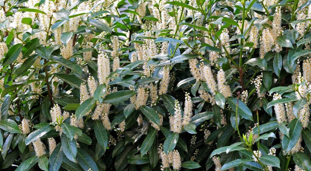 tailler les lauriers cerise