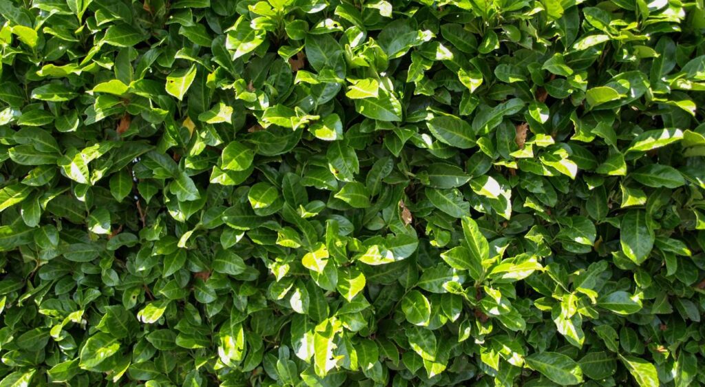 laurier palme prunus laurocerasus