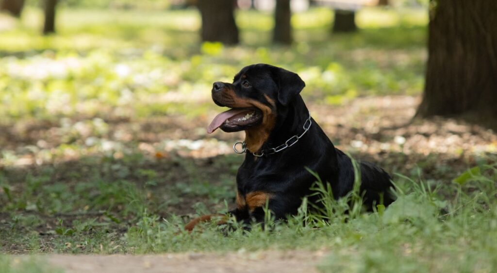 Rottweiler