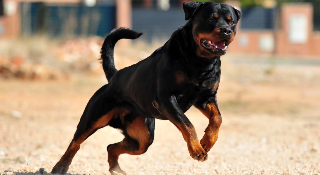 Rottweiler