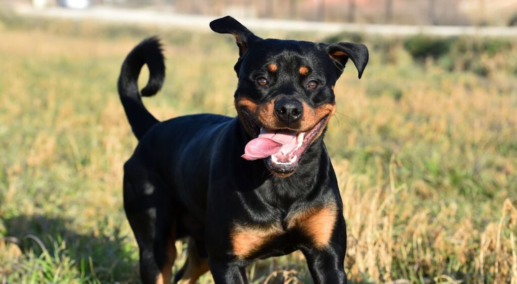 Rottweiler