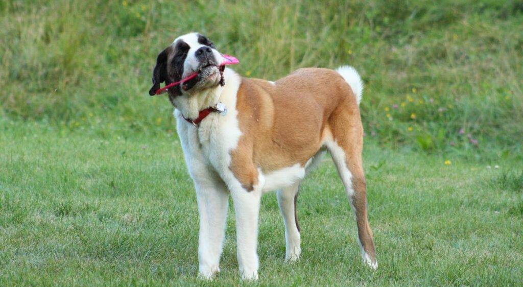 Saint-Bernard