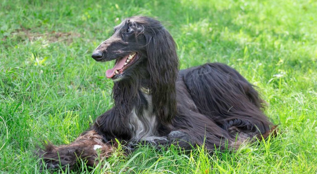Saluki