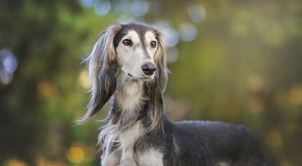 Saluki