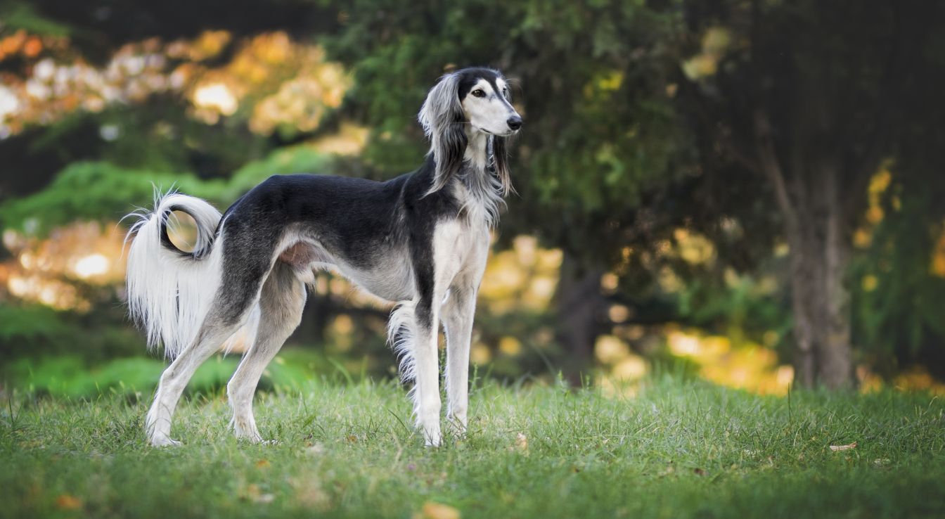 Saluki Tout Savoir Sur Ce Chien l gant Et Rapide Saluki Tout Savoir Sur Ce Chien l gant Et Rapide