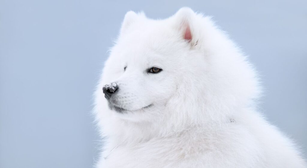 Samoyède