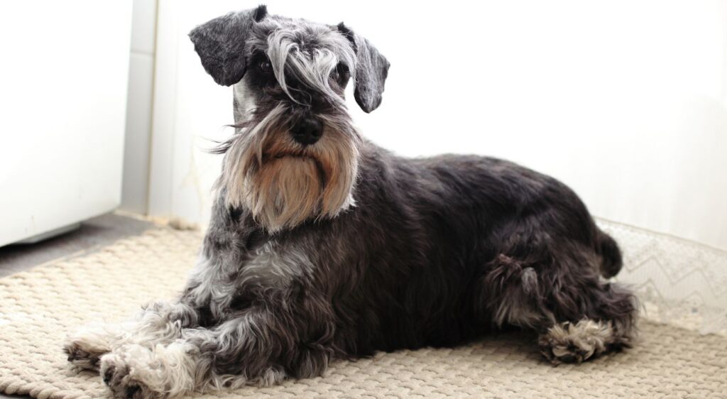 Schnauzer
