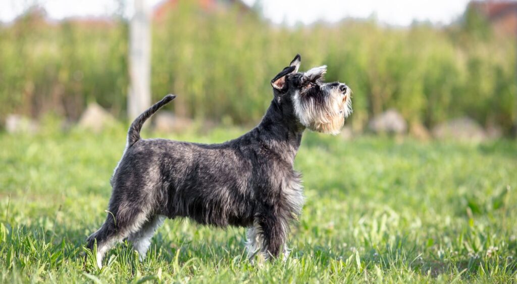 Schnauzer