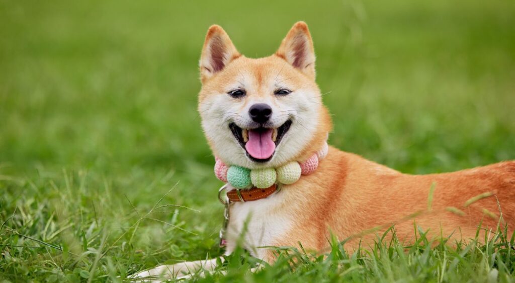 Shiba Inu