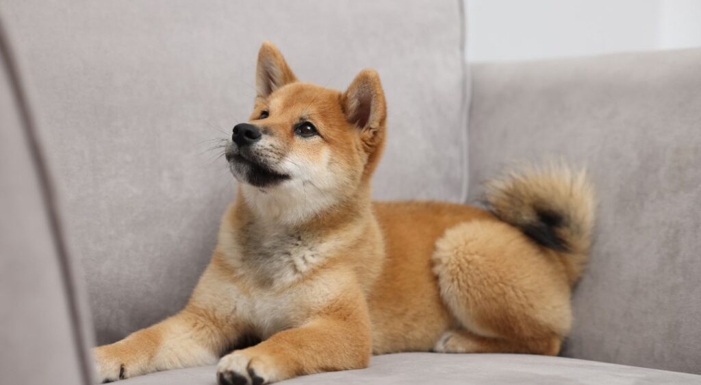 Shiba Inu