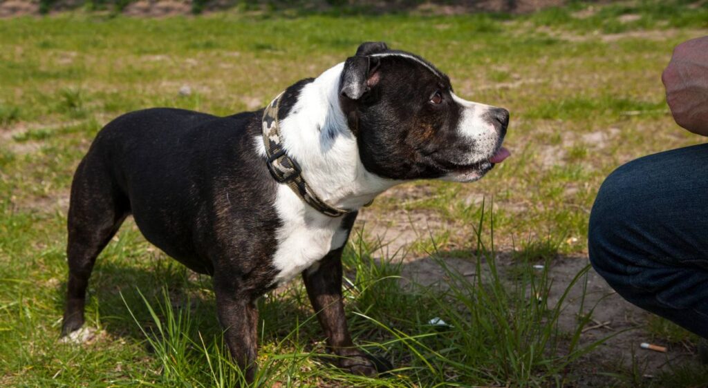 Staffordshire Bull Terrier
