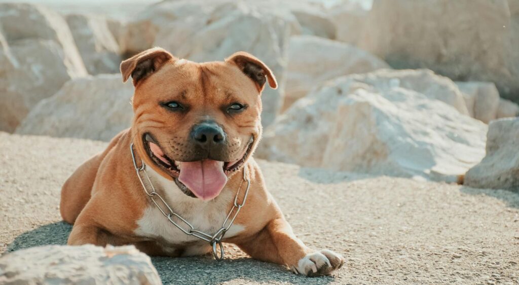 Staffordshire Bull Terrier