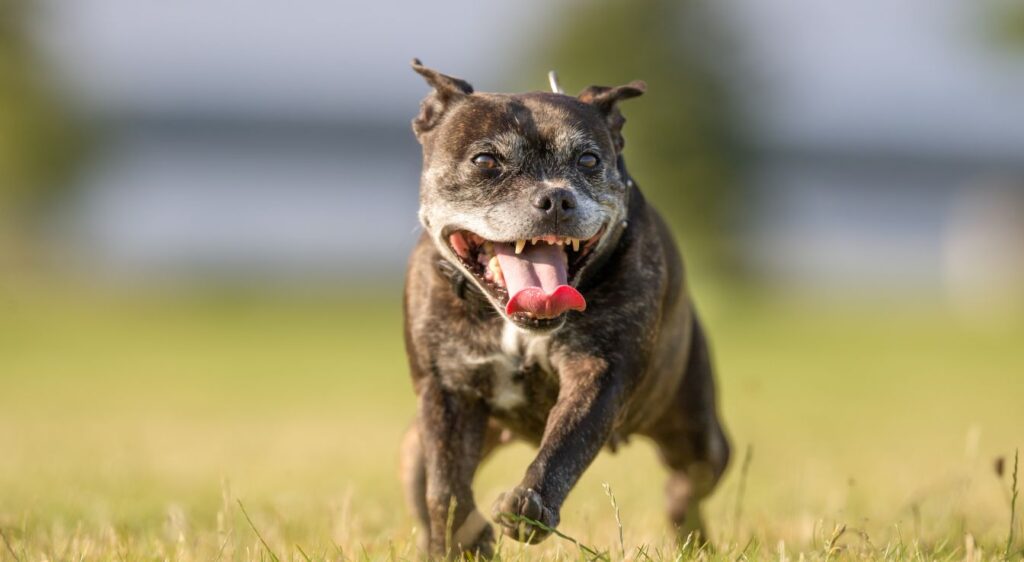 Staffordshire Bull Terrier