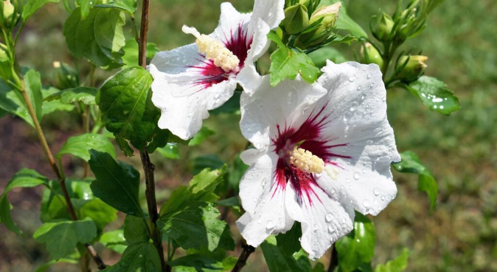 Tailler un Hibiscus syriacus