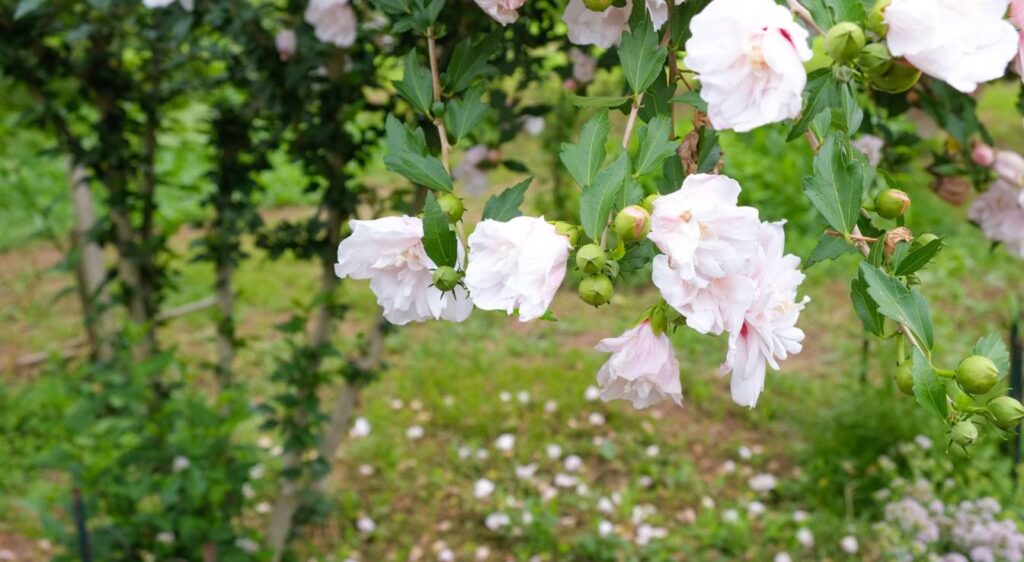 Tailler un Hibiscus syriacus