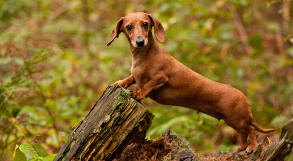 Teckel à poil court