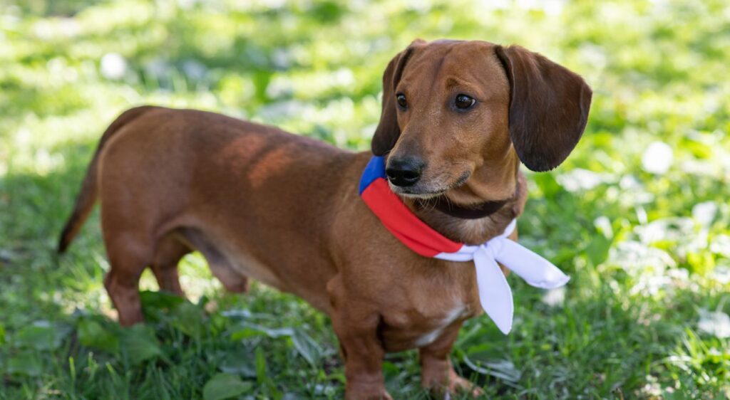 Teckel à poil court