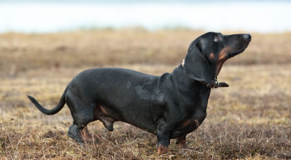 Teckel à poil court