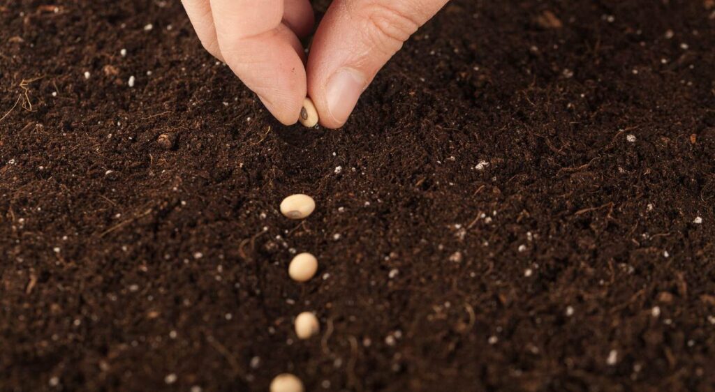 Terreau de bruyère pour quelle plante