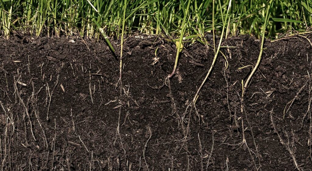 Terreau de bruyère pour quelle plante