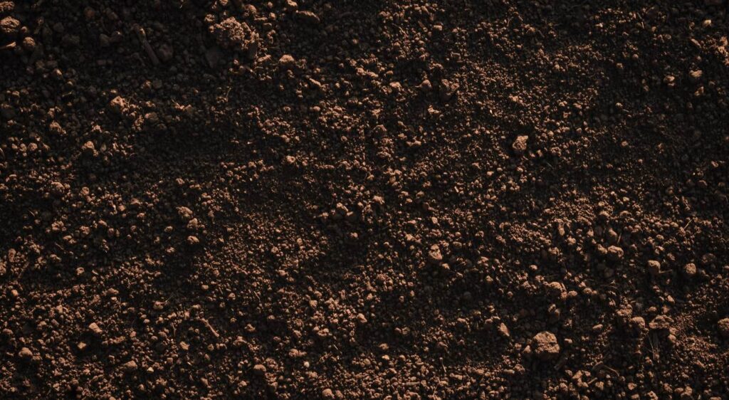 Terreau de bruyère pour quelle plante