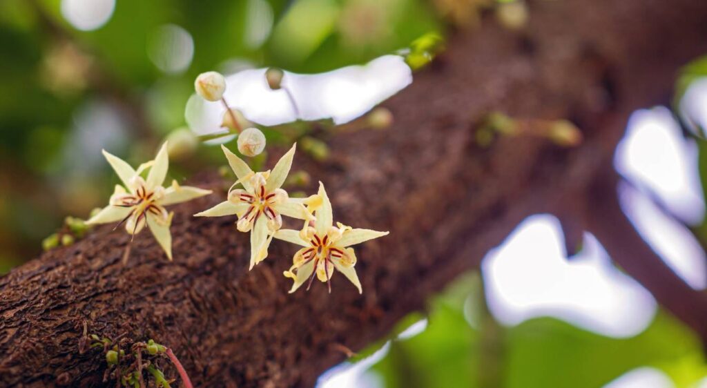 Theobroma cacao fleurs