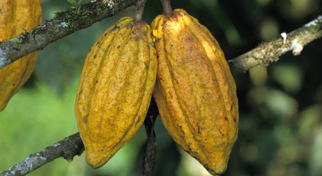 cacao theobroma