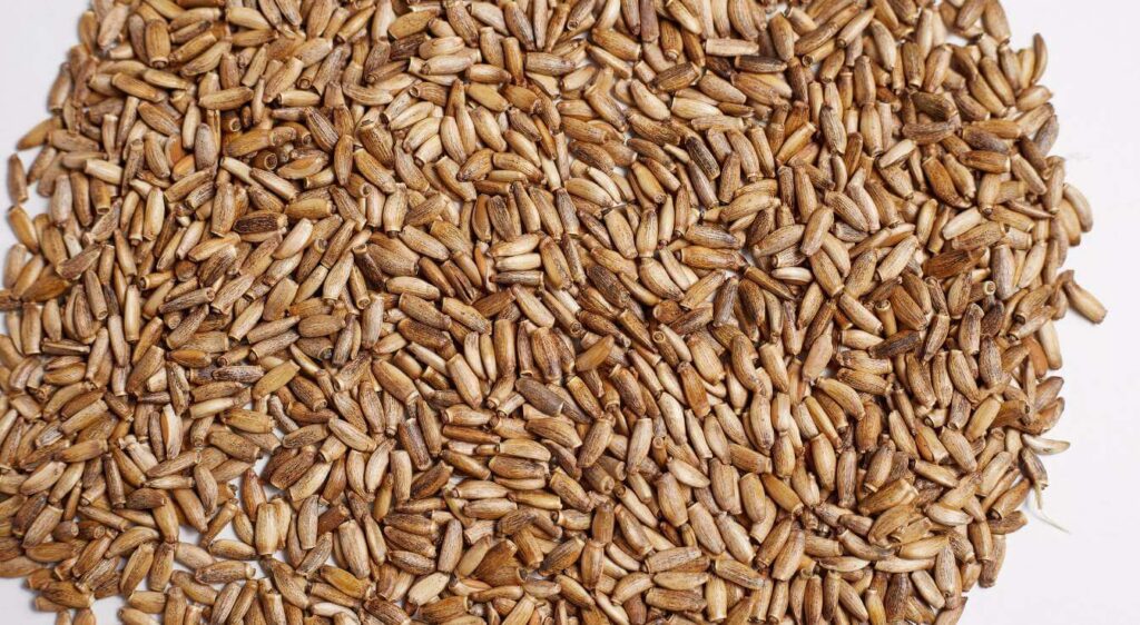 tisane de chardon marie​ recette