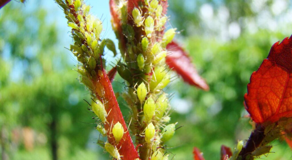 Traiter naturellement les pucerons