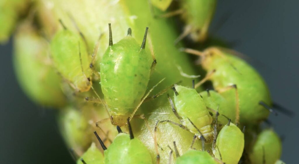 Traiter naturellement les pucerons